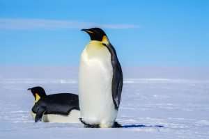 penguin walking